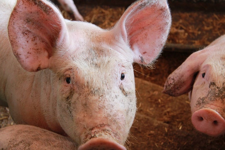 Portrait de Cochons
