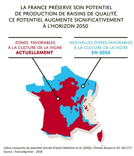 vignes