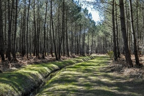 Forêt Médoc
