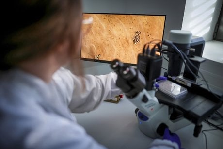 A Bordeaux, les chercheuses de l'institut d'oncologie travaillent sur la recherche autour des mutations des cellules souches.