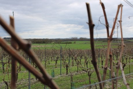 Viticulture vignes