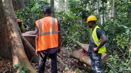 coup bois foret gabon