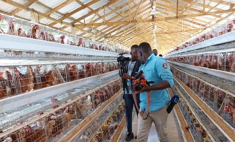 Poultry Farm
