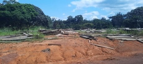 bois coupe foret gabon