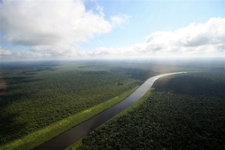 foret bassin congo