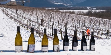 vins