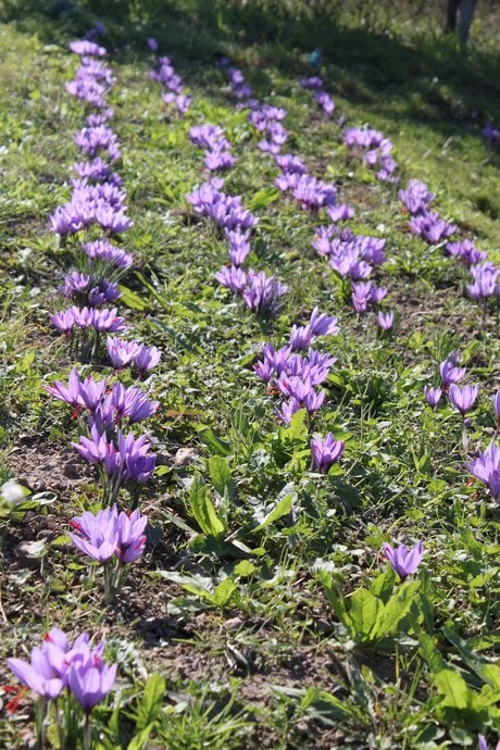 crocus