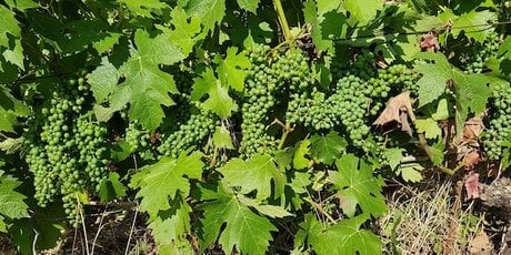 Vignes