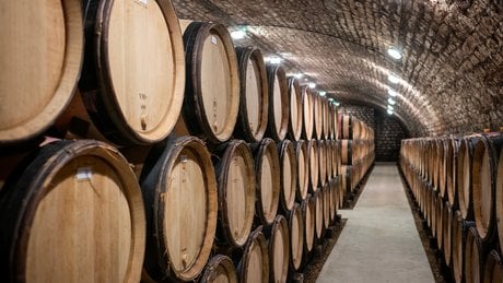 Caves d'élevage- Maison Moillard- Nuits St Georges