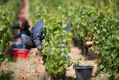« La nature nous a redonné la capacité de remettre la machine en route et de voir les deux prochaines années de façon plus sereine »