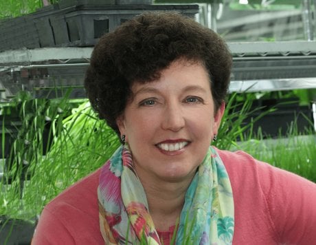 pam marrone
