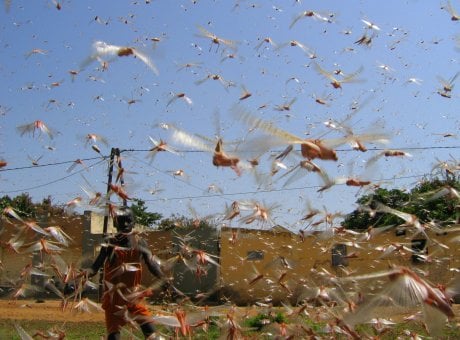 Invasion d'insectes (sauterelles ici) au Nord du Sénégal le 4 octobre 2014