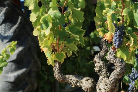 Vignes pendant les vendages