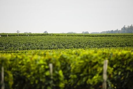 Vignobles Médoc