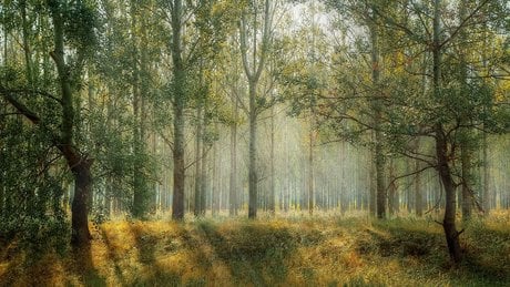 Pour une redynamisation de la filière bois