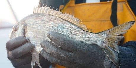 Dorade