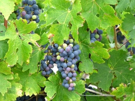 Vignes