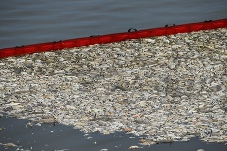 Oder, pollution chimique, poissons morts, Pologne, Allemagne