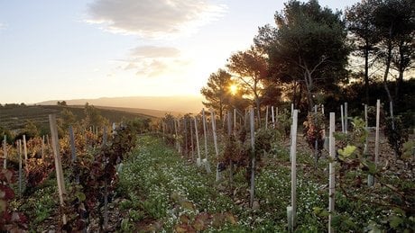 Le domaine de la Bégude.