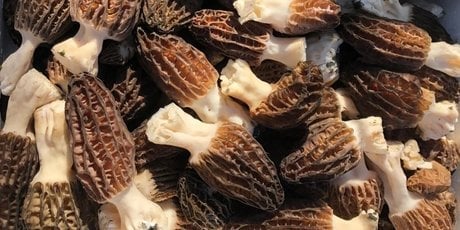 Morilles du Lac