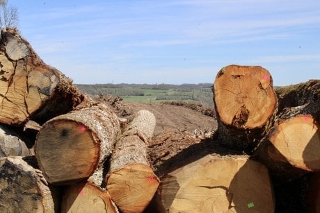forêt coupe rase limousin bois