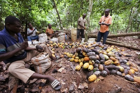 Cacao