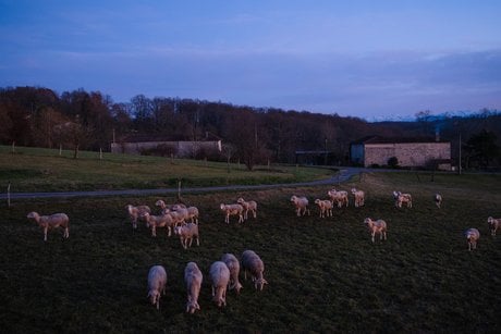 agriculture