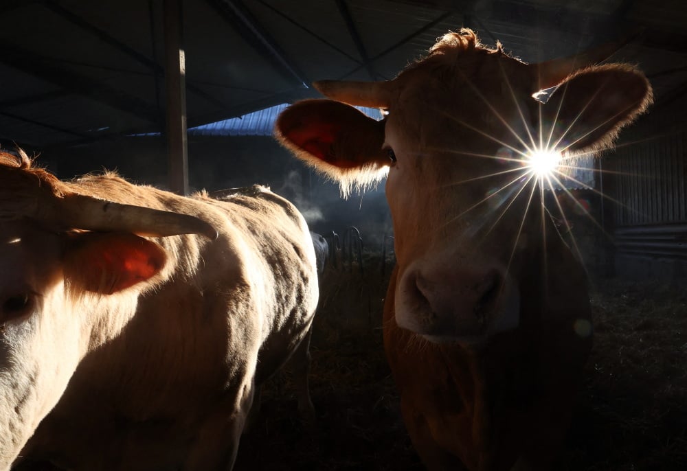 La France face à la menace de la dermatose nodulaire contagieuse.