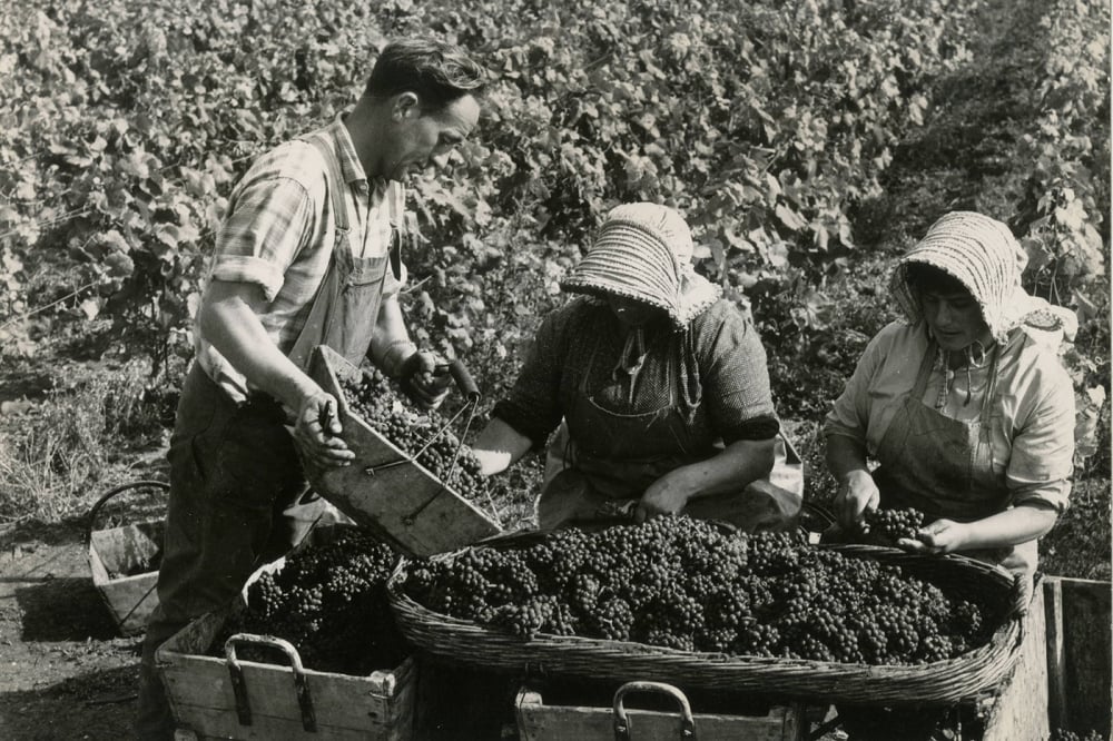 Vendanges d'autrefois chez Louis Roederer.