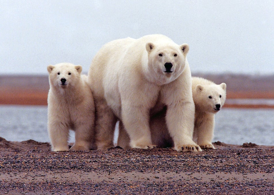 Les ecosystemes de l'arctique bouleverses par le rechauffement