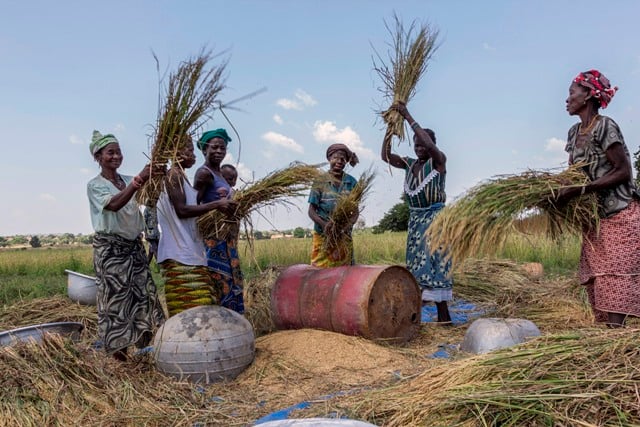 récolte riz agriculture femmes burkina faso
