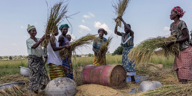 récolte riz agriculture femmes burkina faso