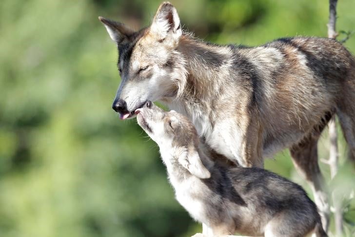 Le gouvernement vise 500 loups d'ici 2023