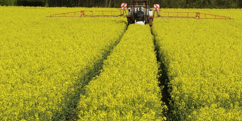 colza agriculture