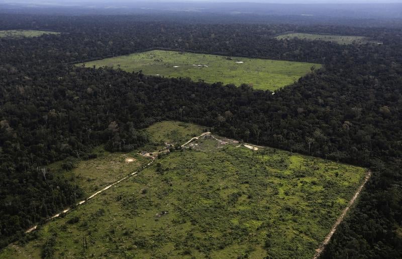 La déforestation en Amazonie a grimpé de près d'un tiers en un an