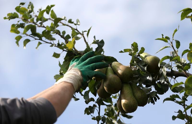 Bruxelles estime que l'embargo russe pourrait coûter 5 milliards