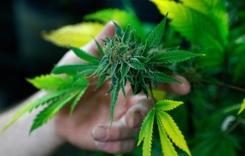 Legere baisse de la consommation de marijuana des lyceens du colorado