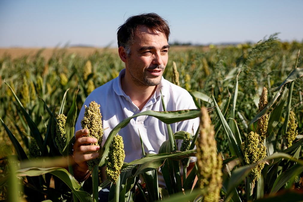 Un producteur francais de sorgho brave la secheresse grace a l'agriculture durable
