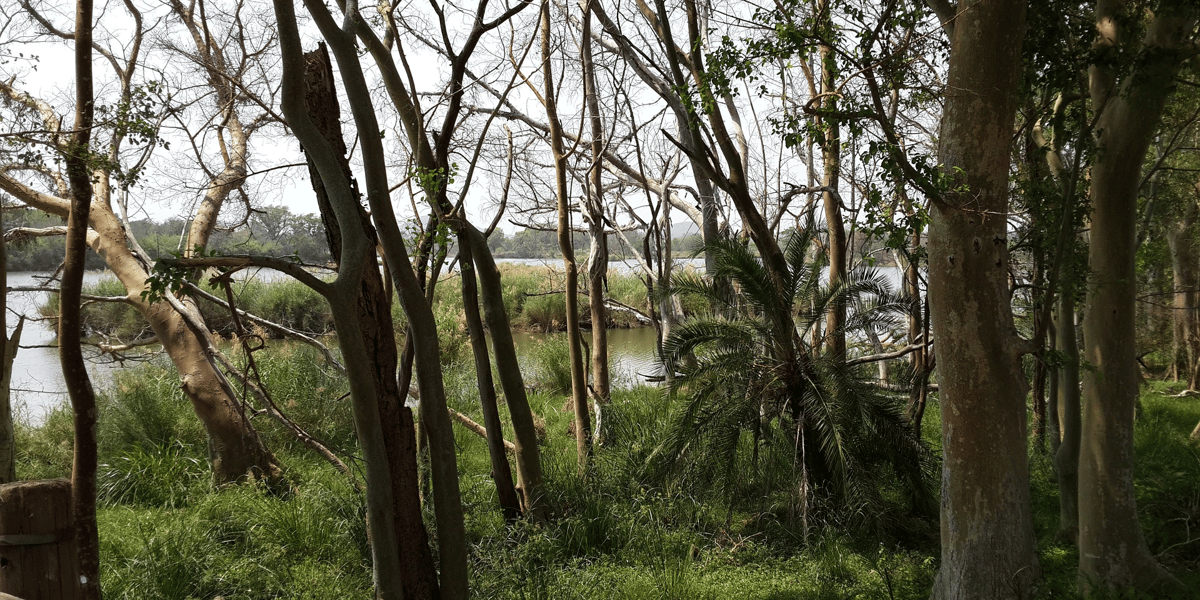 Bois forêt énergie