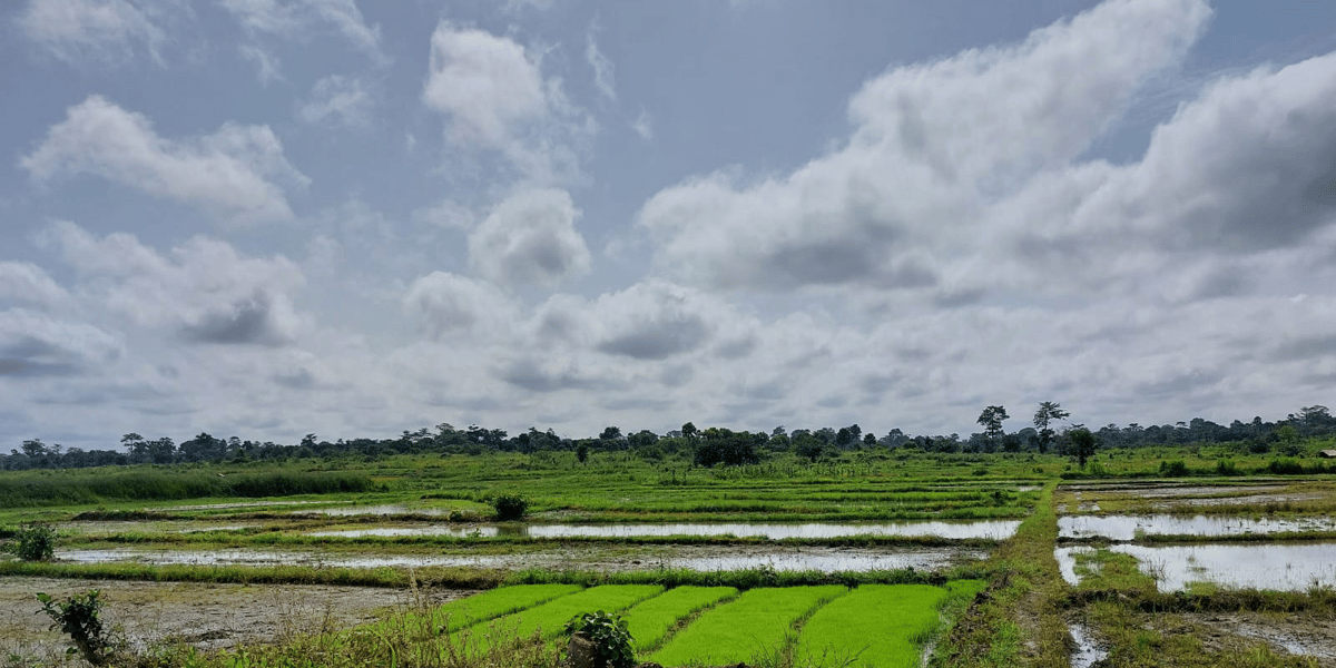 Site Rizicole de Seman-Djamalabo