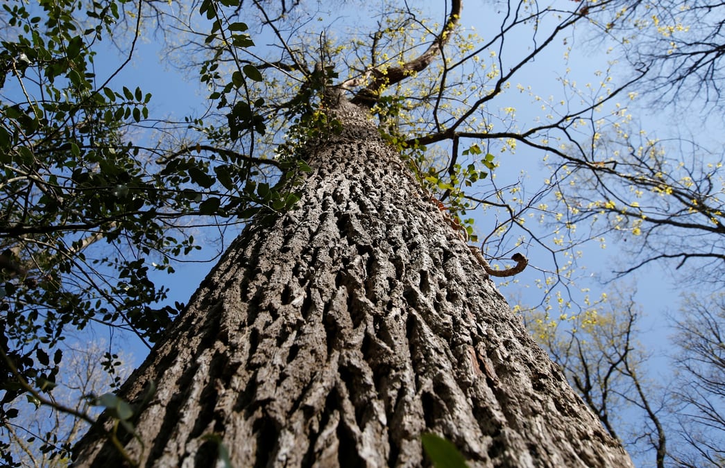 France: le projet de foret cineraire d'arbas en suspens