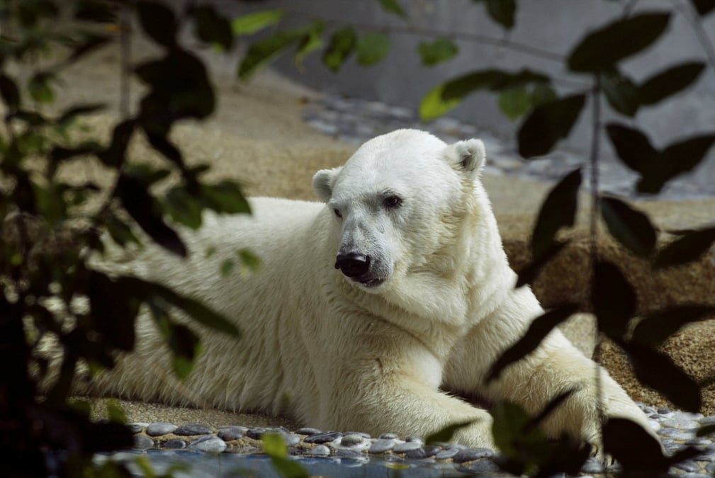 Deces d'inuka, premier ours polaire ne sous les tropiques
