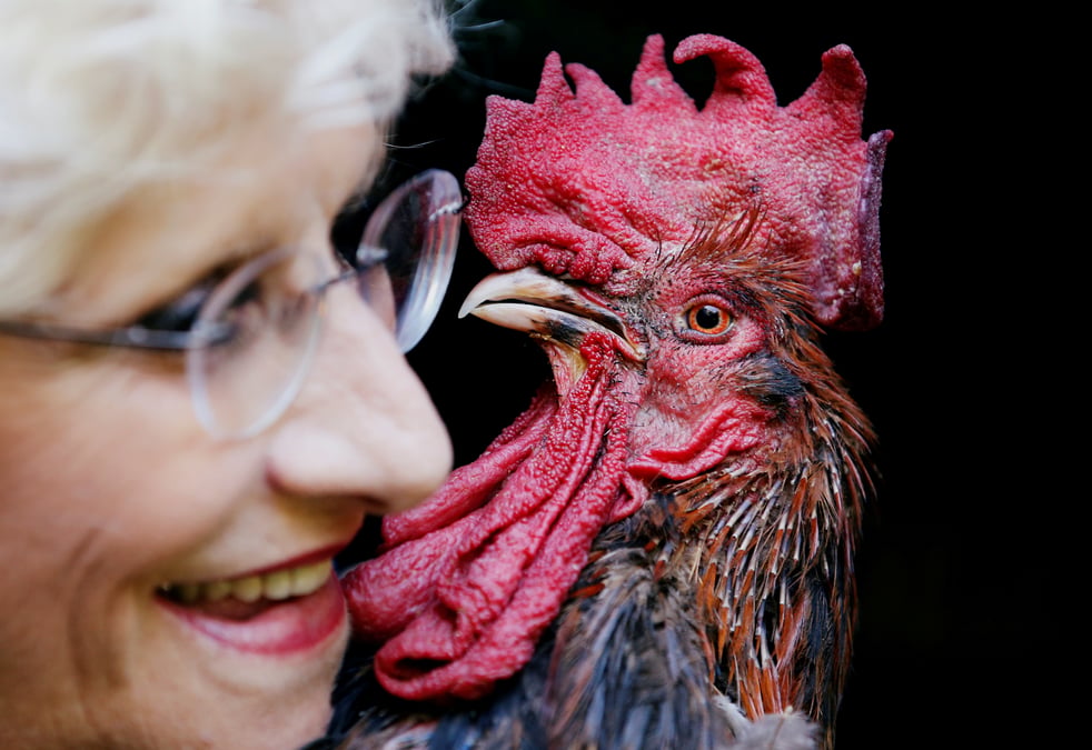 Le "coq maurice" pourra continuer de chanter