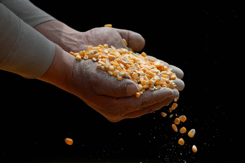 Un ouvrier inspecte du mais ogm