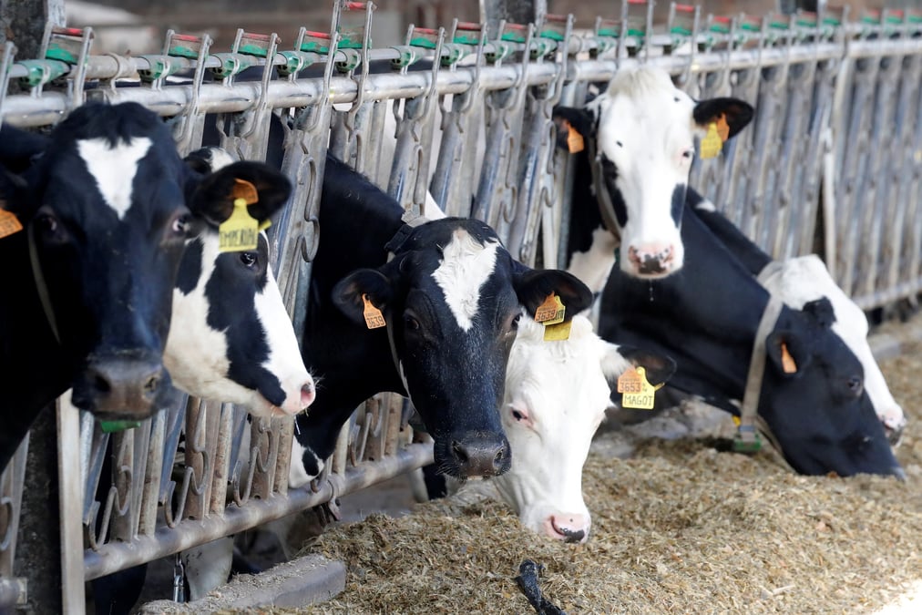 Une ferme laitiere a lizines