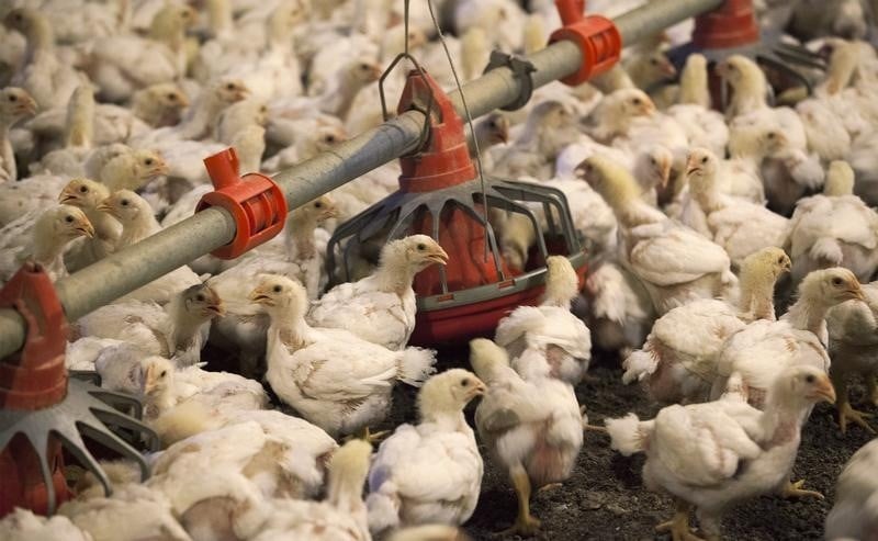 Un cas "hautement pathogène" de grippe aviaire aux Pays-Bas
