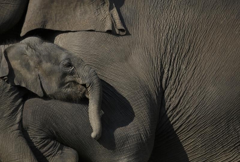 Etats-unis et chine veulent lutter contre le trafic d'animaux sauvages