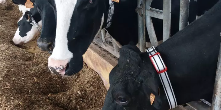 L'entreprise Médria est spécialisée dans les solutions de monitoring en élevage pour le suivi et le contrôle de la santé des bovins par capteurs.