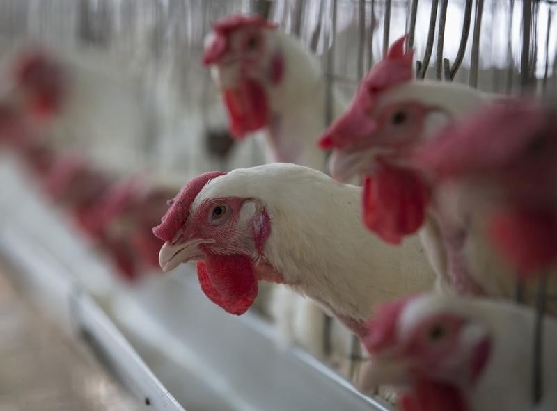 Deux nouveaux cas de grippe aviaire en france