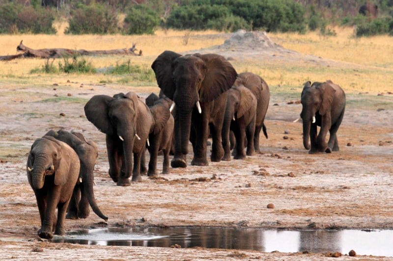 Selon l'uicn, en afrique, la population d'elephants a diminue de 20% en presque 10 ans